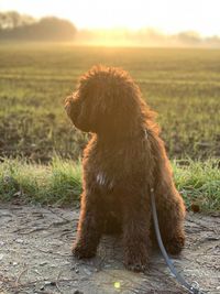 Hund im Sonnenuntergang